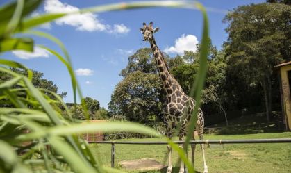 Girafa Pandinha