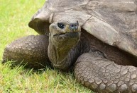 Aos 190 anos, tartaruga Jonathan é o mais velho animal terrestre vivo