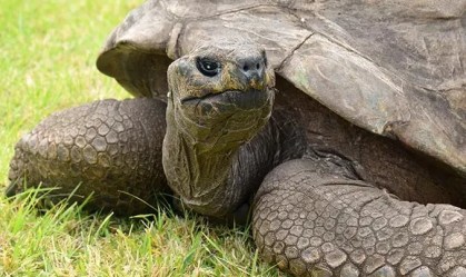Aos 190 anos, tartaruga Jonathan é o mais velho animal terrestre vivo