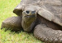 Tartaruga Jonathan: post sobre morte de animal mais velho do mundo é falso