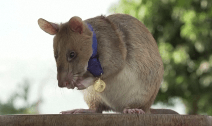 Magawa, o "rato herói" que farejava minas terrestres, morre aos oito anos