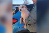 Cão encalhado é resgatado através de salsicha pendurada em um drone