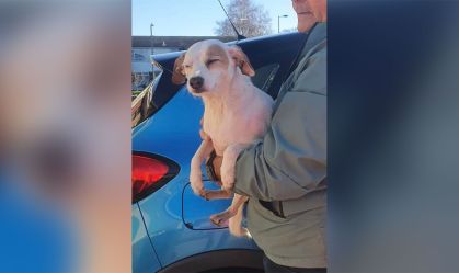 Cão encalhado é resgatado através de salsicha pendurada em um drone