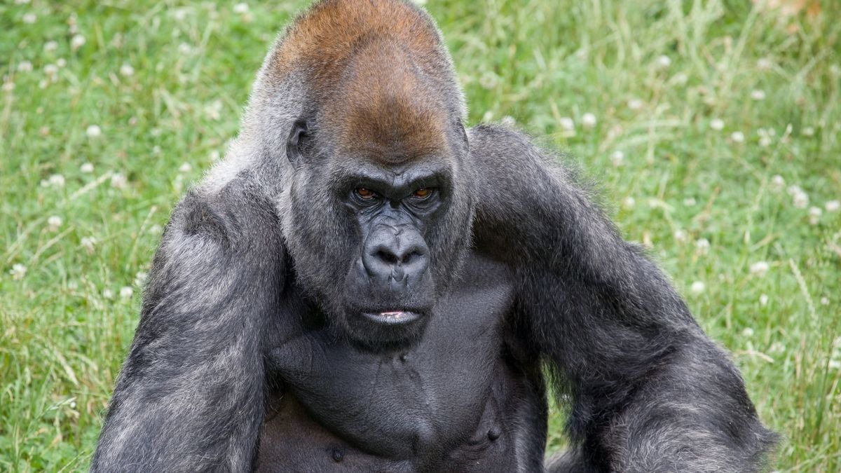Ozzie, gorila macho mais velho do mundo, morre em zoológico de