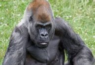 Ozzie, gorila macho mais velho do mundo, morre em zoológico de Atlanta (EUA)