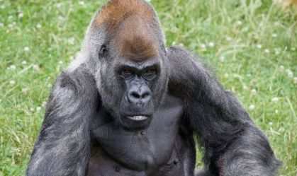 Ozzie, gorila macho mais velho do mundo, morre em zoológico de Atlanta (EUA)
