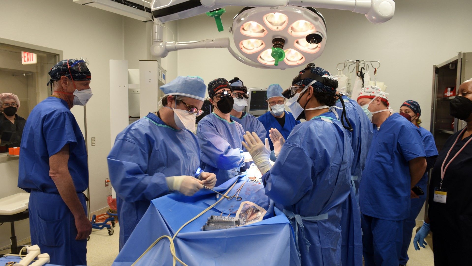 Transplante Coração Porco