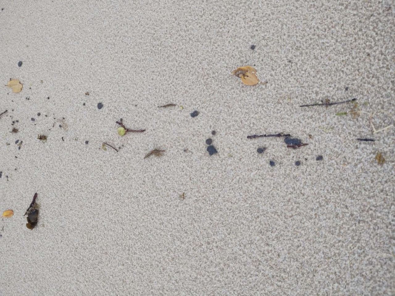 Vestígios de óleo foram encontrados no meio do mar no litoral nordestino/SEMA-CE