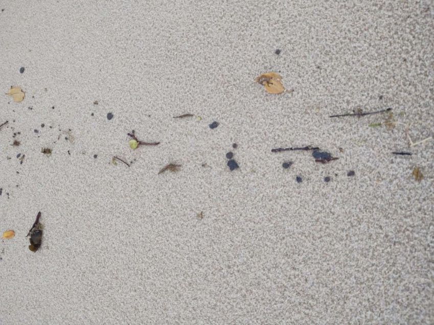 Vestígios de óleo foram encontrados no meio do mar no litoral nordestino/SEMA-CE