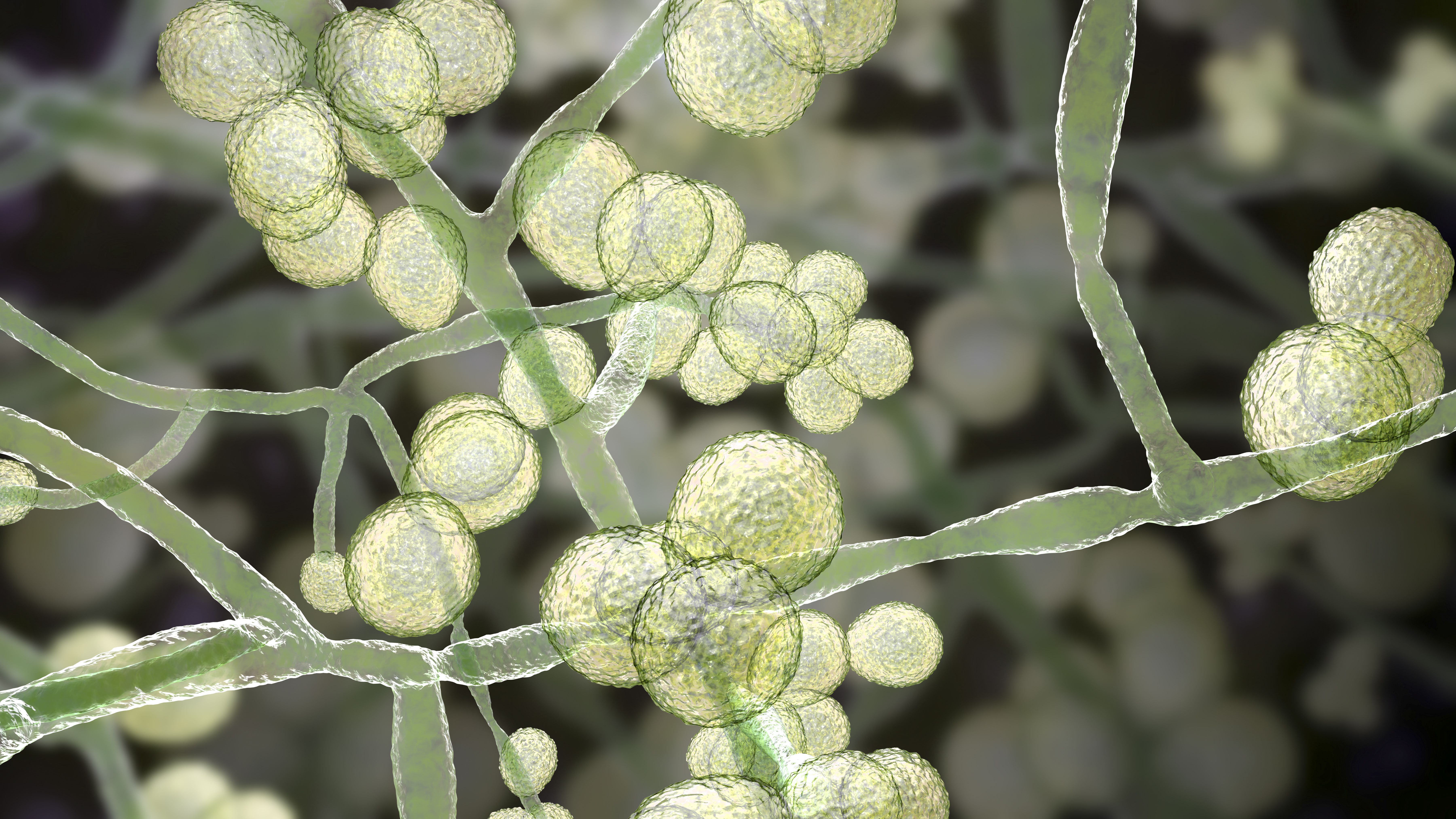 Candida auris | fungo
