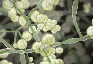 Cientistas descrevem maior surto do fungo Candida auris no Brasil