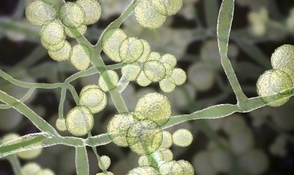 Cientistas descrevem maior surto do fungo Candida auris no Brasil