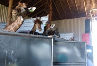 Morre 4ª girafa trazida da África para o RJ; importação ilegal está sendo investigada