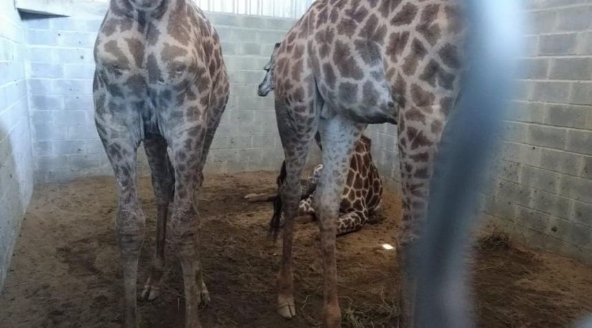 Polícia Federal apreende 15 girafas em resort no Rio de Janeiro / Divulgação/PF