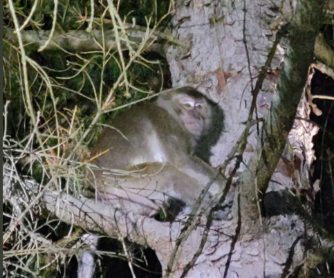 Macaco