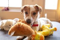 O que muda para os pets durante as férias escolares