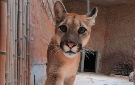 Onça Loki fugiu da jaula no zoológico de Brasília