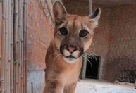 Onça foge de jaula e zoológico é evacuado em Brasília