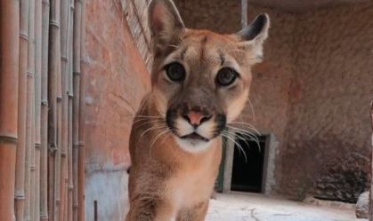 Onça foge de jaula e zoológico é evacuado em Brasília