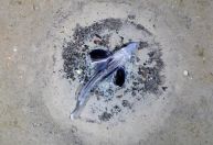 Colônia de peixe-gelo vista na Antártica é maior criadouro de peixes do mundo