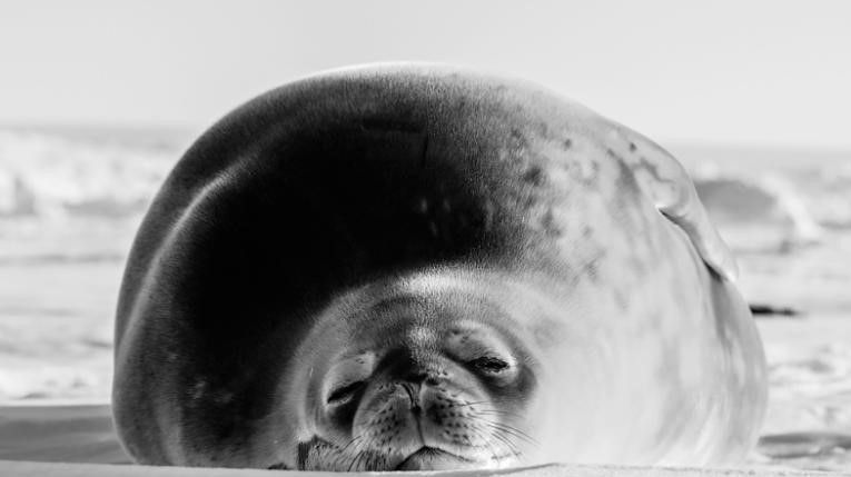 O mar de Weddell é o lar de cerca de 2 mil focas, que podem se alimentar dos peixes-gelo / Mia Wege