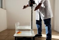 Cientistas descobrem que peixinhos-dourados são capazes de aprender a dirigir