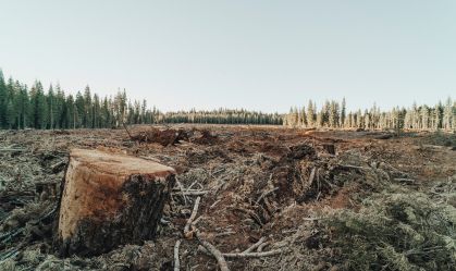 roya-ann-miller-BkTsP32Dfnc-unsplash