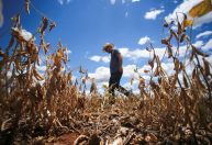 Conexão Agro: Garantia-Safra deve ser pago a mais de 57 mil agricultores em fevereiro