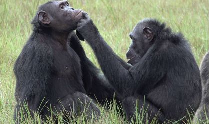 Comunicação de chimpanzés tem semelhança impressionante com conversas humanas