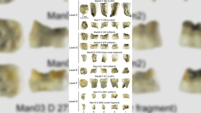 As diferenças entre os dentes dos primeiros humanos podem determinar a idade deles / Ludovic Slimac