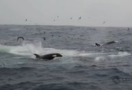 Por que as orcas não param de bater em barcos na Espanha