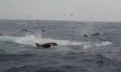Por que as orcas não param de bater em barcos na Espanha