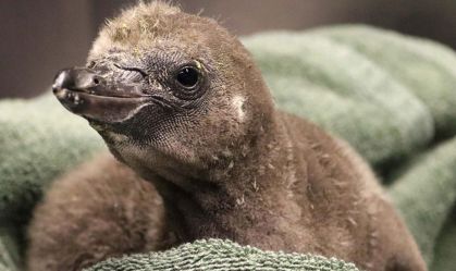 Nasce pinguim chocado por casal do mesmo sexo em zoo de Nova York
