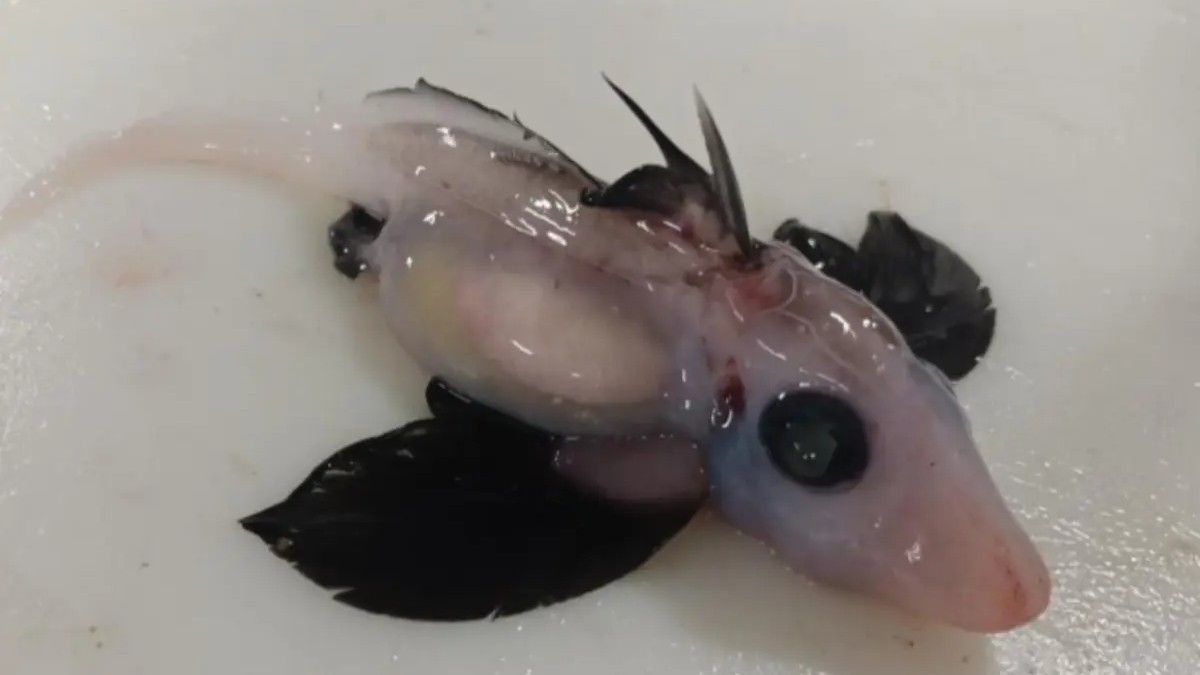 Tubarão fantasma