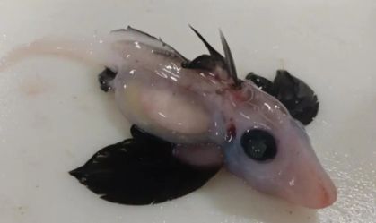 Cientistas da Nova Zelândia descobrem raro filhote de tubarão-fantasma