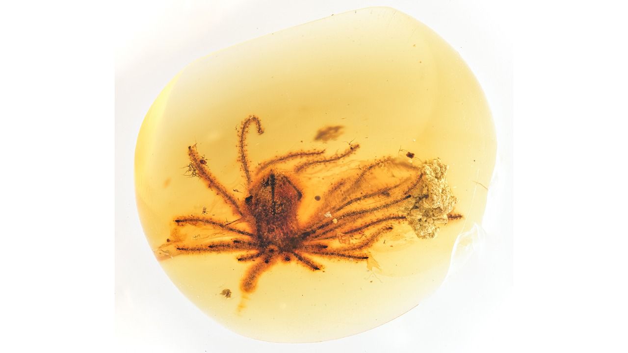 flor em um âmbar