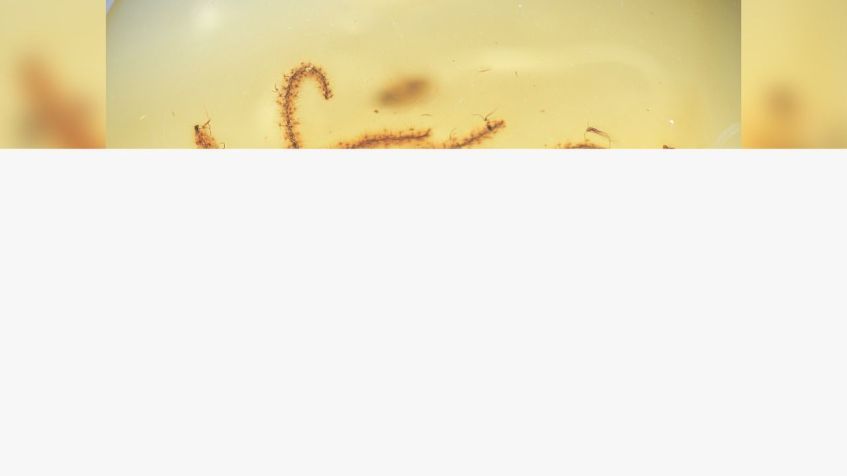 / Reprodução / Shuo Wang