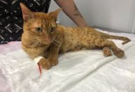 Veja como está a gata resgatada após ficar 9 dias sob escombros em Petrópolis