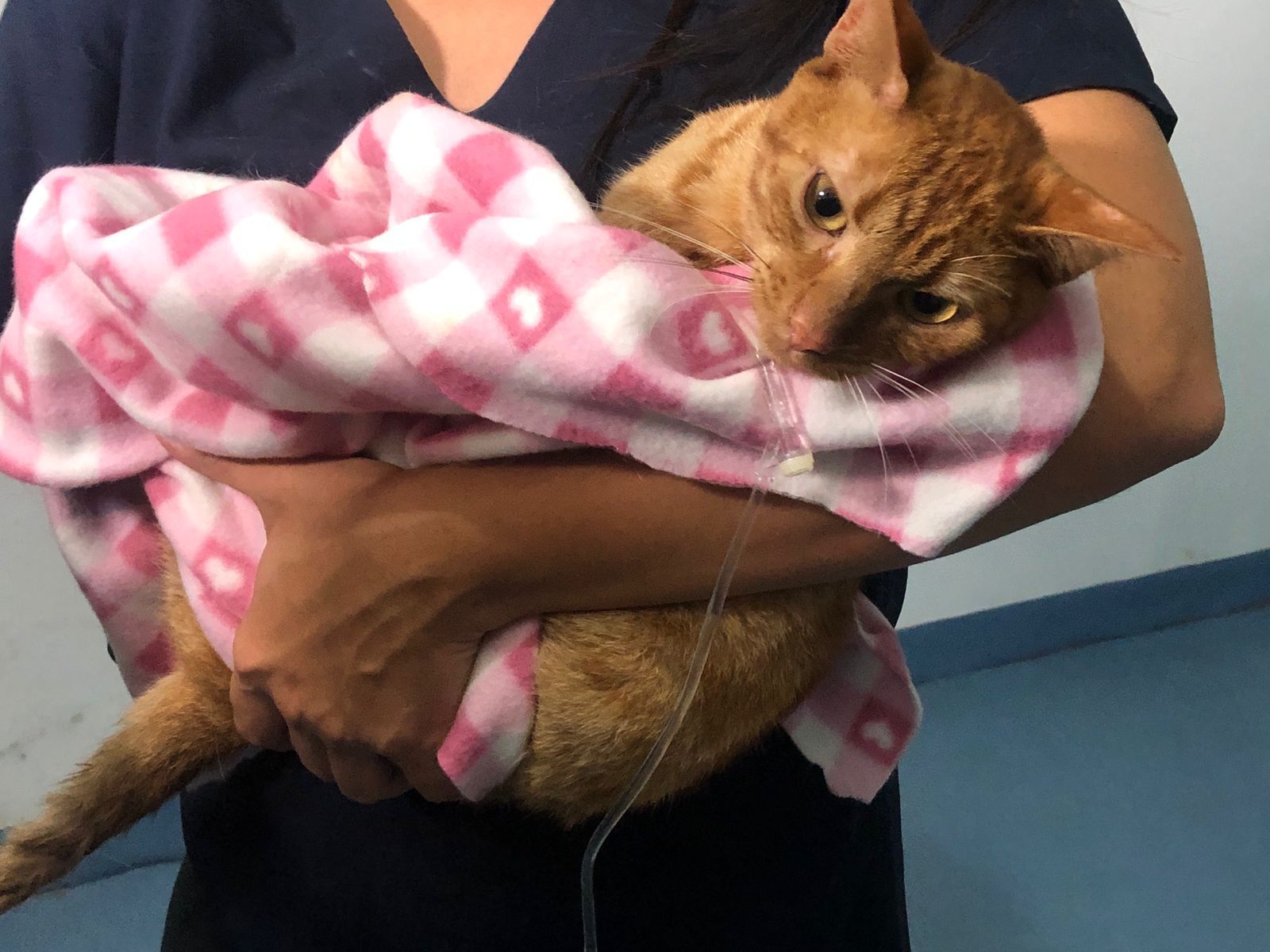 "Vitória" está sendo cuidada em hospital veterinário e será adotada após tratamento / Pedro Duran/CNN