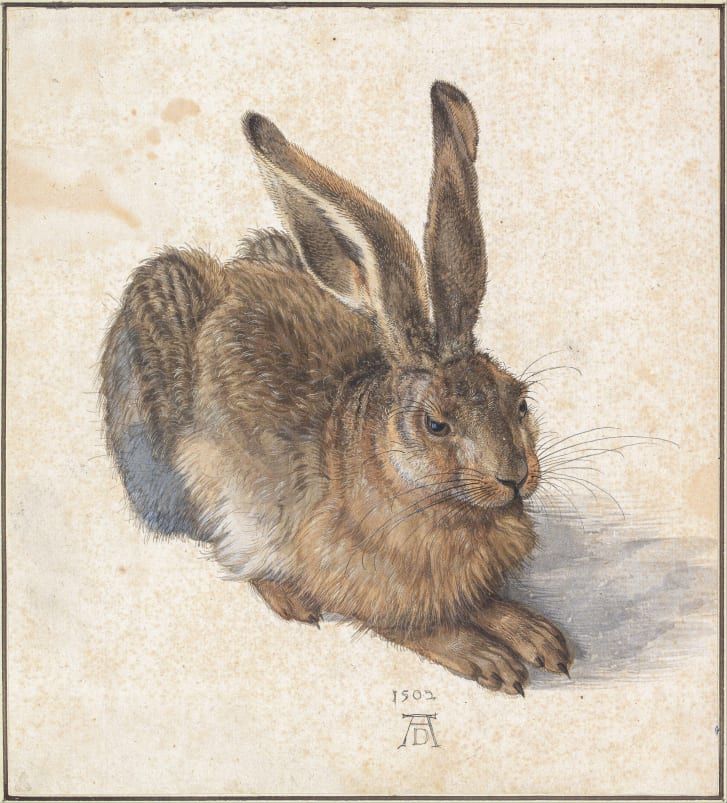 "Young Hare", concluída em 1502 e retratada acima, é amplamente considerada uma das obras mais célebres do artista porque é indicativa de seu estilo observacional / Giorgio Morara/Alamy Stock Photo