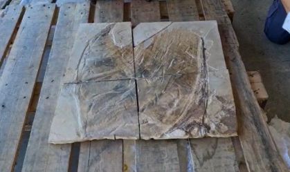 Fóssil de Pterossauro é repatriado e ficará em museu carioca