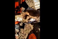 Bombeiros resgatam gatinho com vida nove dias após tragédia em Petrópolis; veja