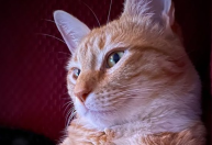 Como este gato laranja se tornou uma voz para trabalhadores sindicais dos EUA