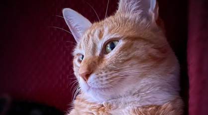 Jorts: gato vira mascote de movimento sindical nos EUA