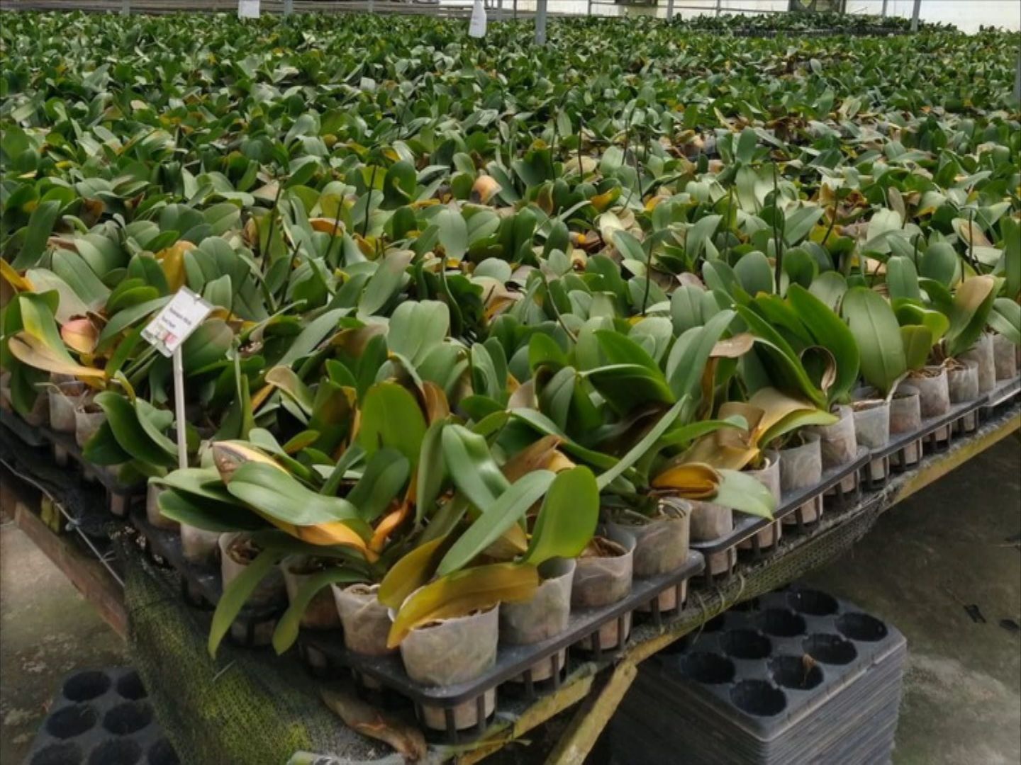 Orquídeas de Taiwan são destruídas por conta de bactéria