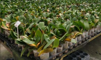 Orquídeas de Taiwan são destruídas por conta de bactéria