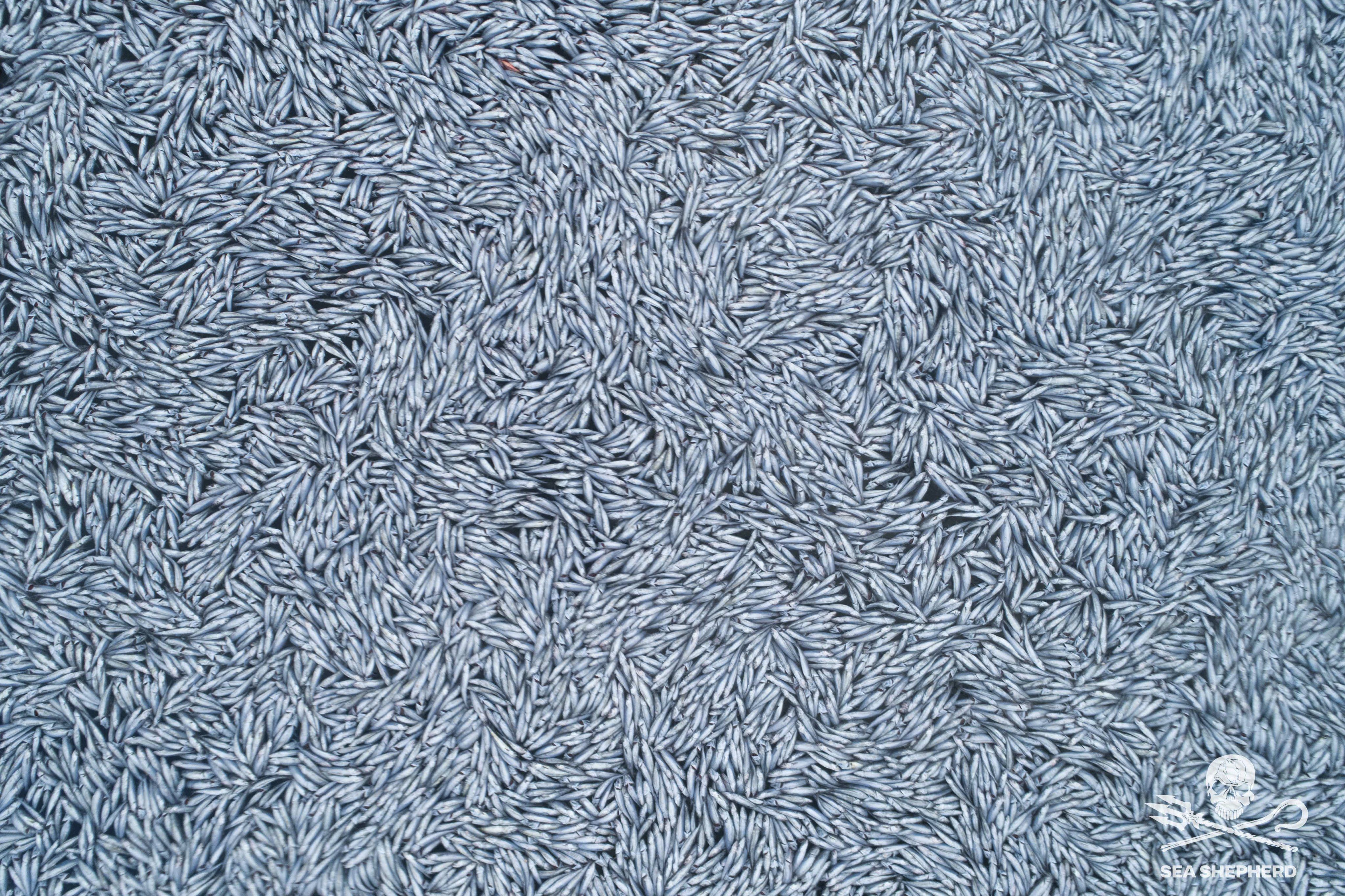 Peixes derramados no Oceano Atlântico