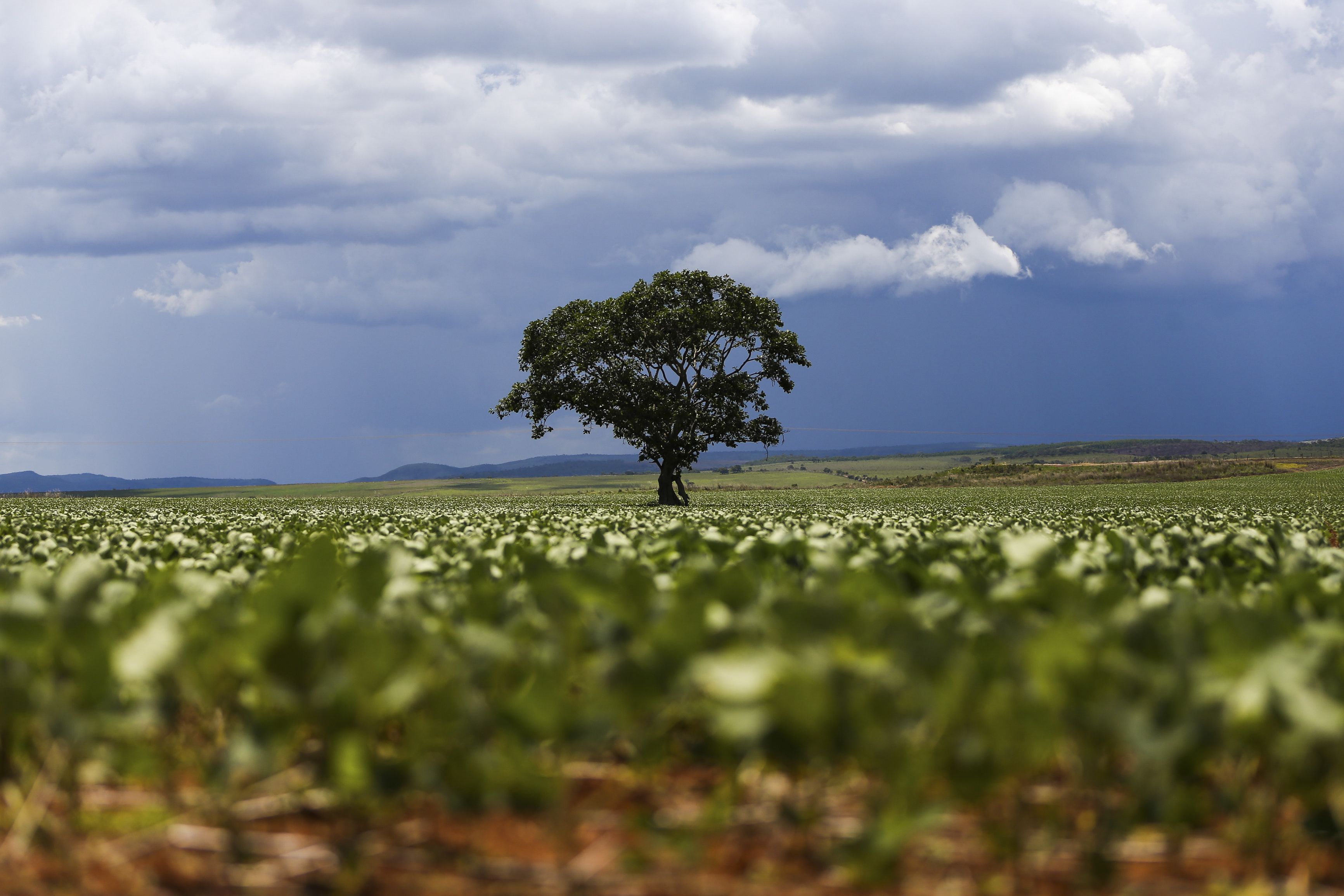 Plantação de soja em área do município de Alto Paraíso (GO)