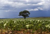 La Niña levou a queda de produção de grãos no Sul do Brasil, diz especialista