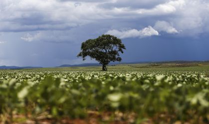 Plantação de soja em área do município de Alto Paraíso (GO)